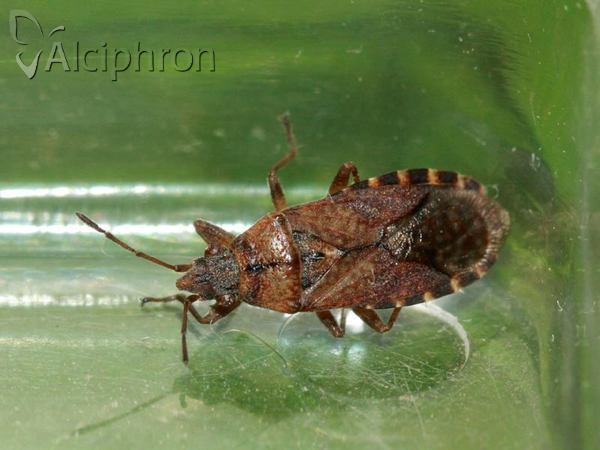 Orsillus depressus