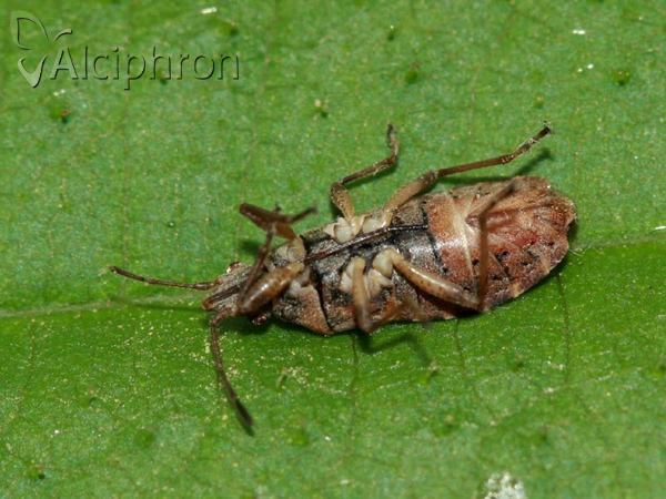 Orsillus depressus