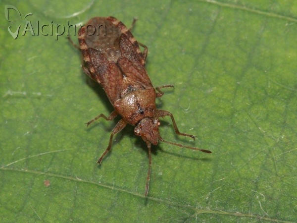 Orsillus depressus