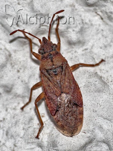 Orsillus depressus