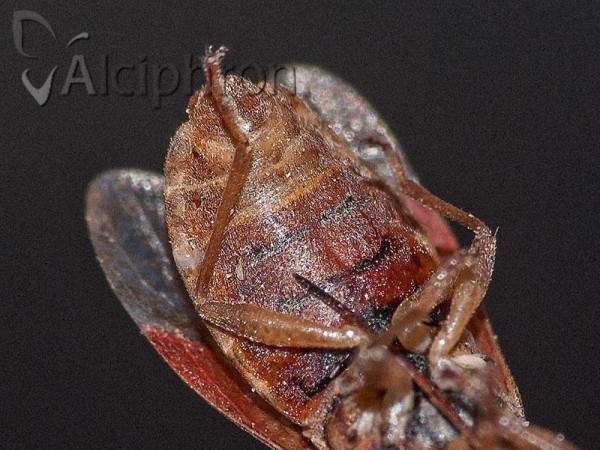 Orsillus depressus