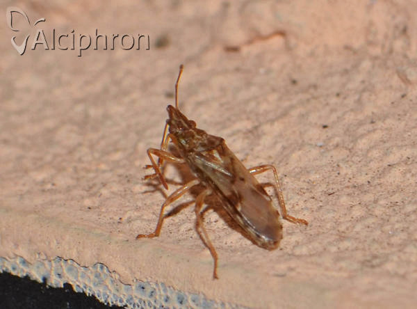 Belonochilus numenius