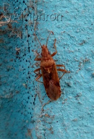 Belonochilus numenius