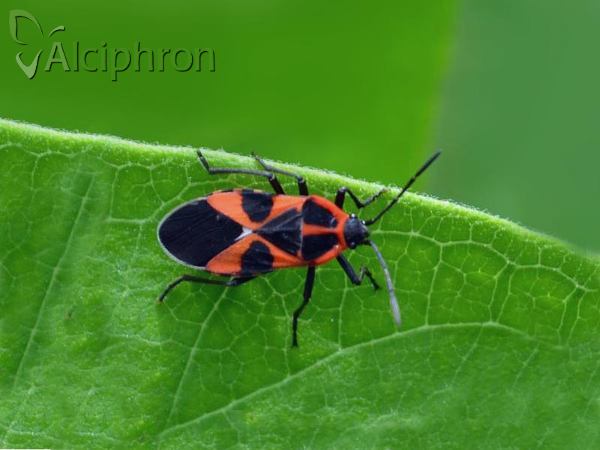 Tropidothorax leucopterus