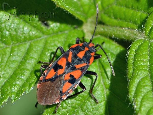 Spilostethus saxatilis