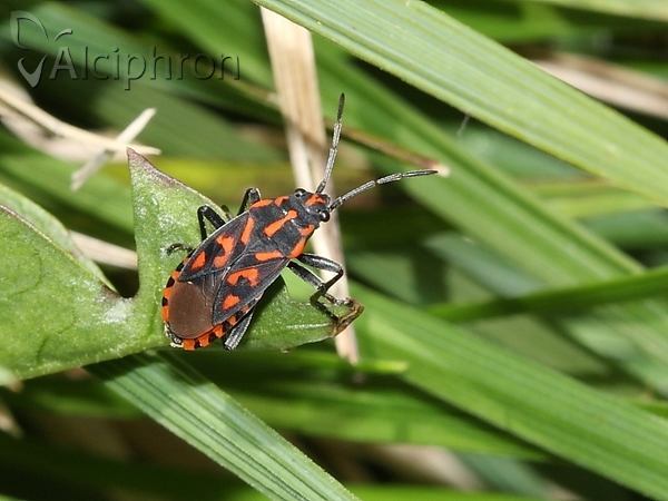 Spilostethus saxatilis