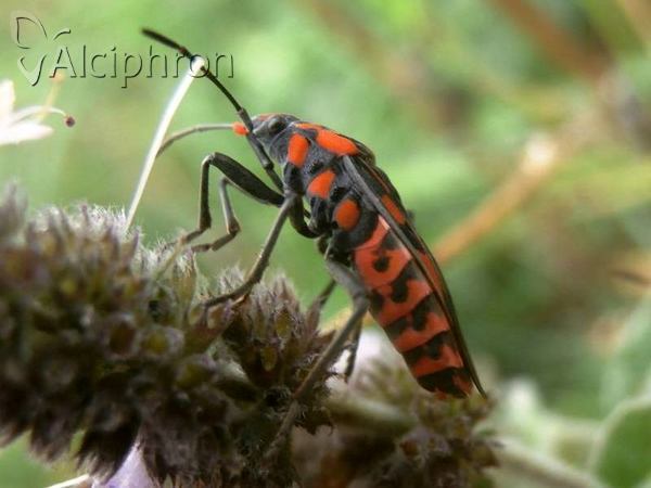 Spilostethus saxatilis