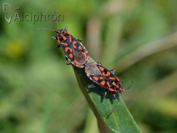 Spilostethus saxatilis