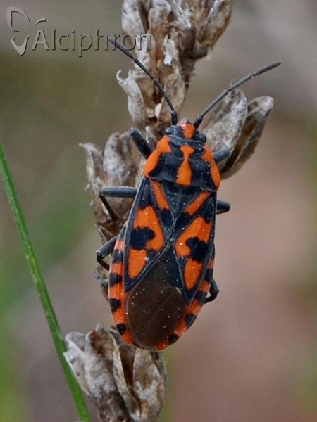 Spilostethus saxatilis