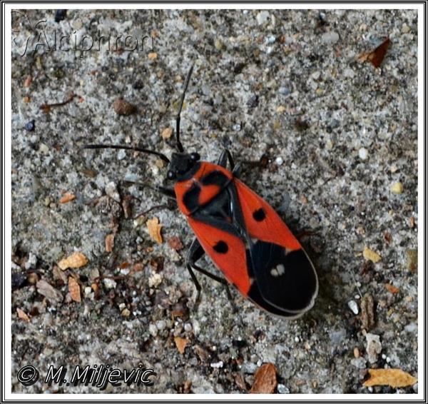 Melanocoryphus albomaculatus
