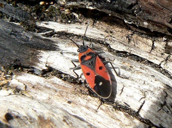 Melanocoryphus albomaculatus