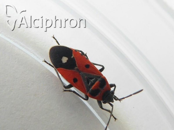 Melanocoryphus albomaculatus