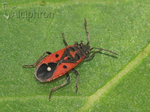Melanocoryphus tristrami