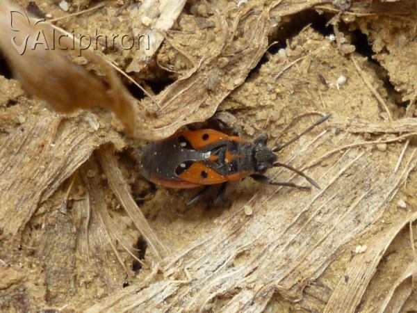 Melanocoryphus tristrami