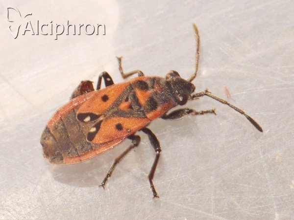 Melanocoryphus tristrami