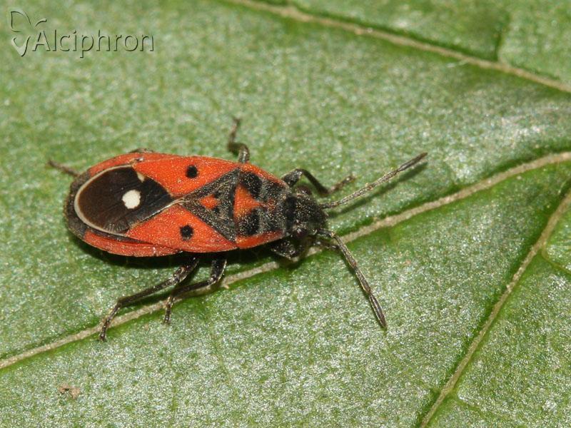 Melanocoryphus tristrami