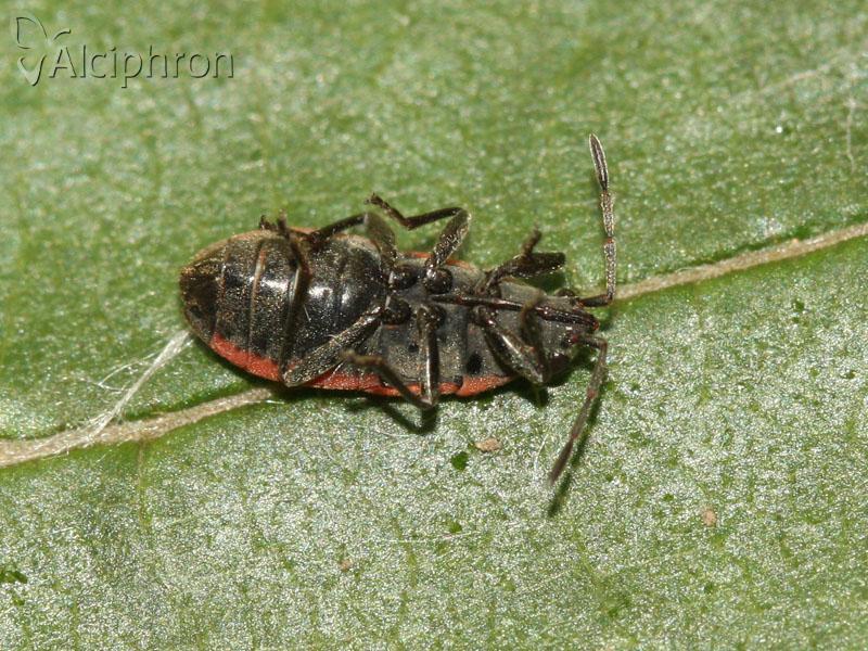 Melanocoryphus tristrami