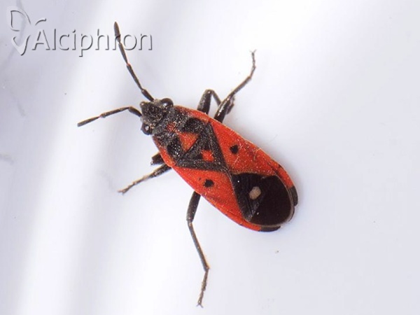Melanocoryphus tristrami
