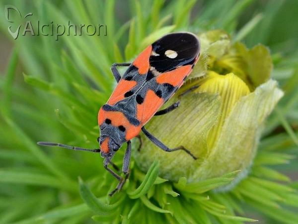 Lygaeus equestris
