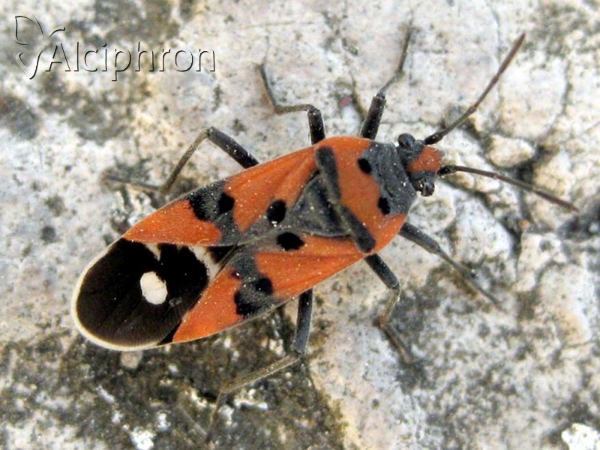 Lygaeus equestris