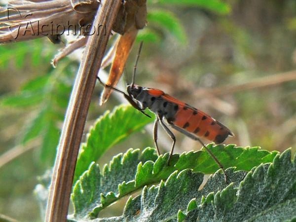 Lygaeus equestris