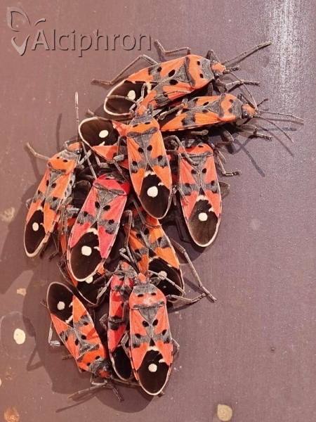 Lygaeus equestris
