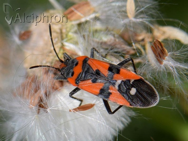 Lygaeus equestris