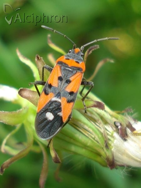 Lygaeus equestris