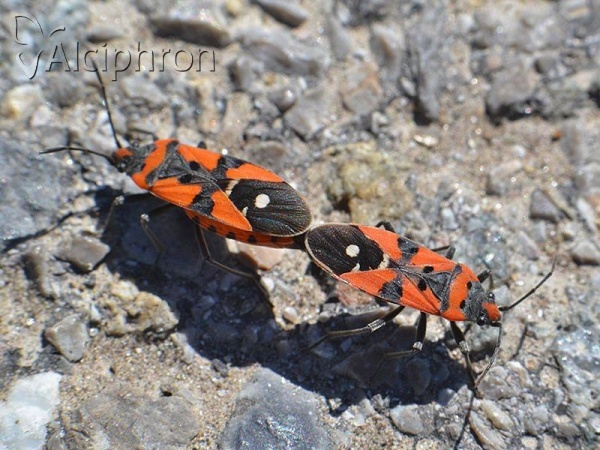 Lygaeus equestris