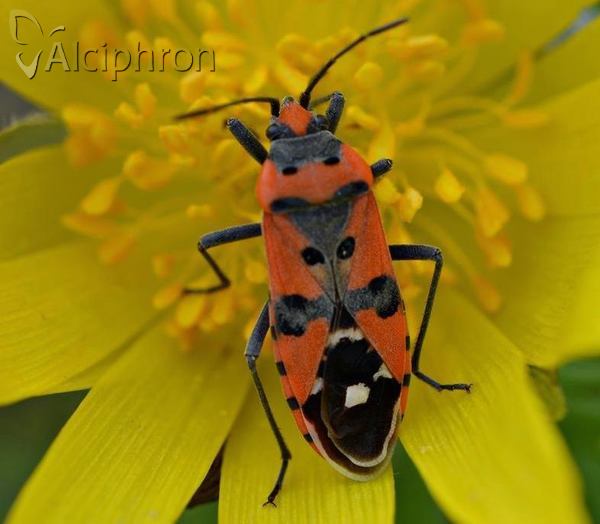 Lygaeus simulans