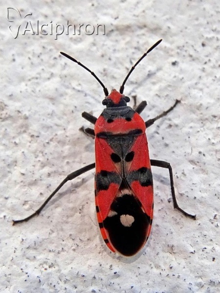 Lygaeus simulans