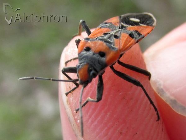 Lygaeus simulans