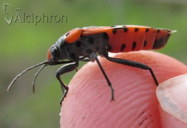 Lygaeus simulans