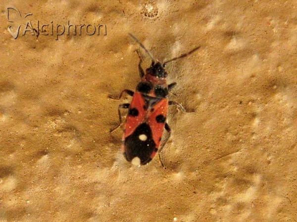 Horvathiolus superbus