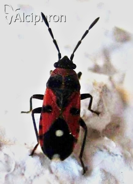 Horvathiolus superbus