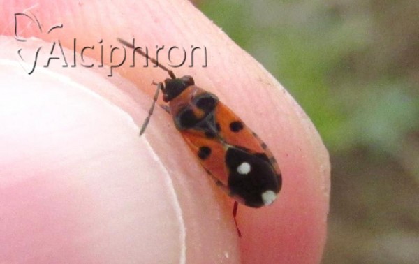 Horvathiolus syriacus