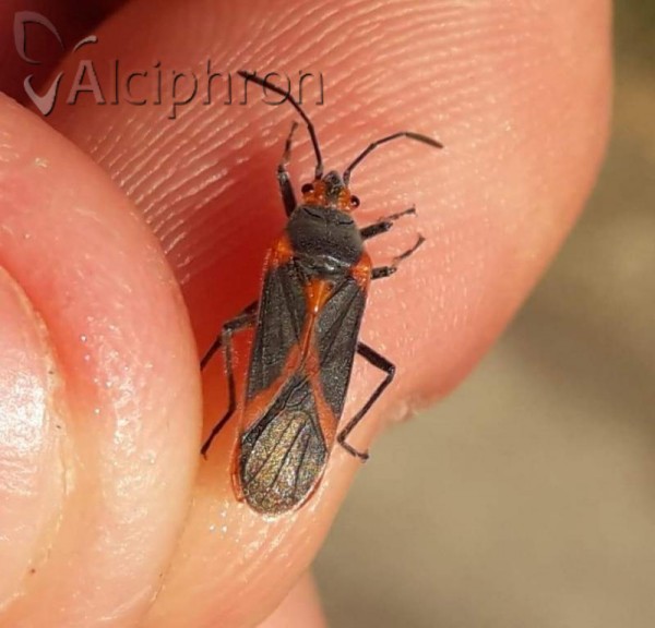 Caenocoris nerii