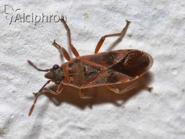 Arocatus longiceps