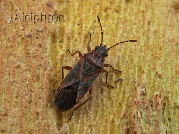 Arocatus longiceps