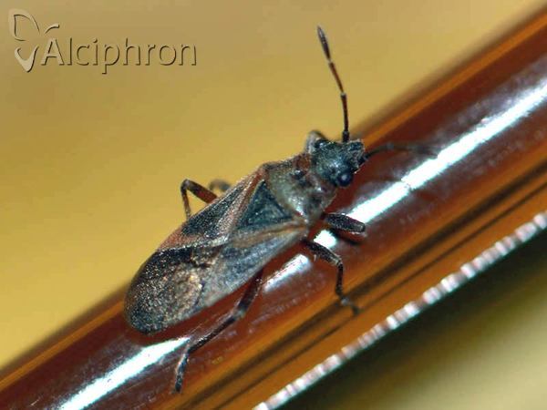 Arocatus longiceps