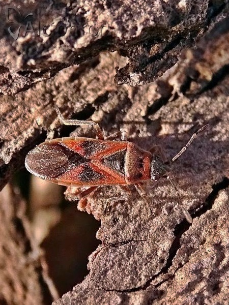 Arocatus longiceps