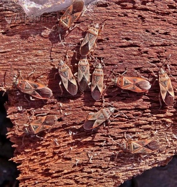 Arocatus longiceps