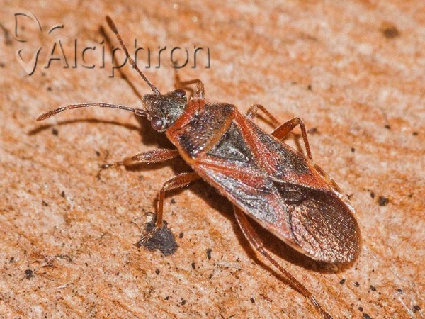Arocatus longiceps