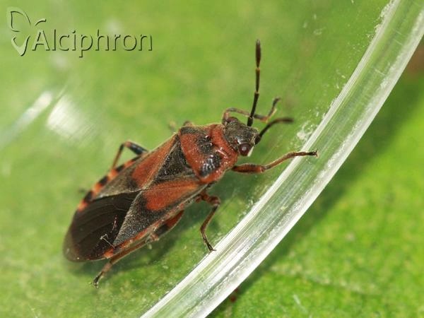 Arocatus melanocephalus