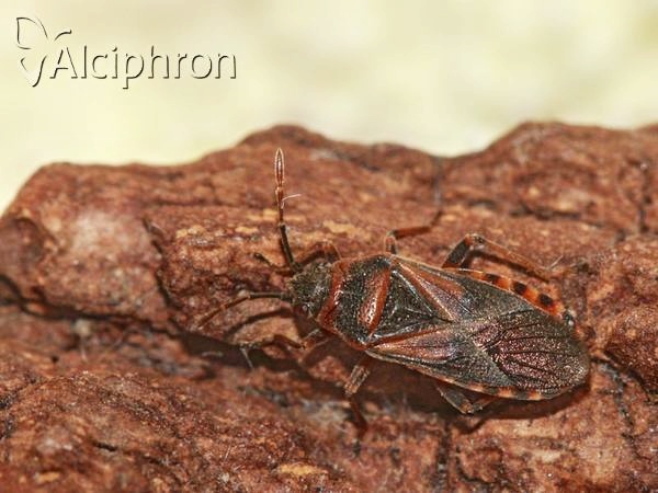 Arocatus melanocephalus