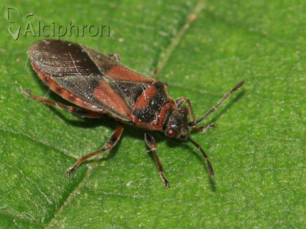 Arocatus melanocephalus