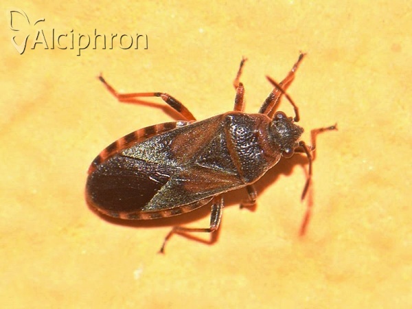 Arocatus melanocephalus