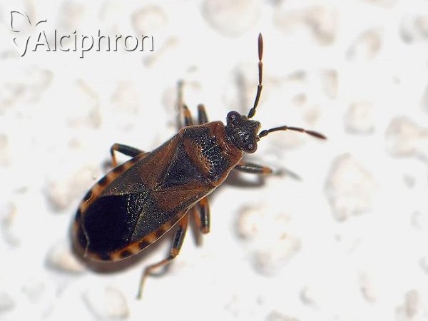 Arocatus melanocephalus