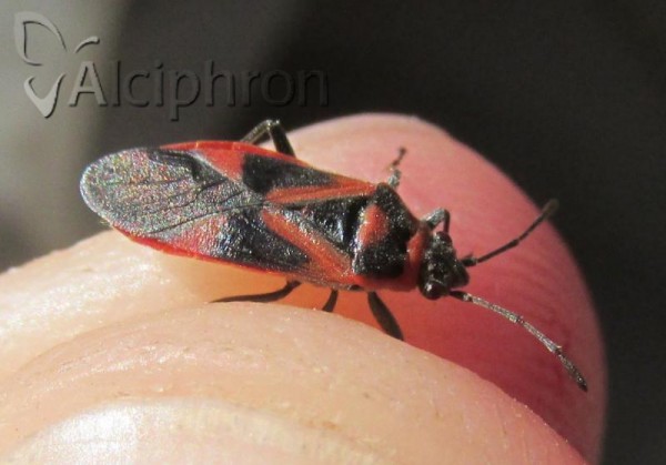 Arocatus roeselii