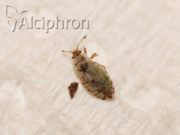 Parapiesma kochiae